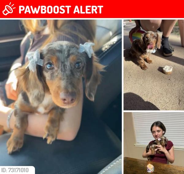 Lost Female Dog last seen Seacrest Drive, Santa Rosa Beach, FL 32459