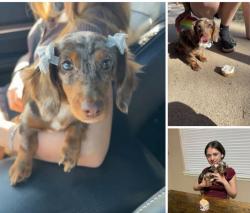 Lost Female Dog last seen Seacrest Drive, Santa Rosa Beach, FL 32459