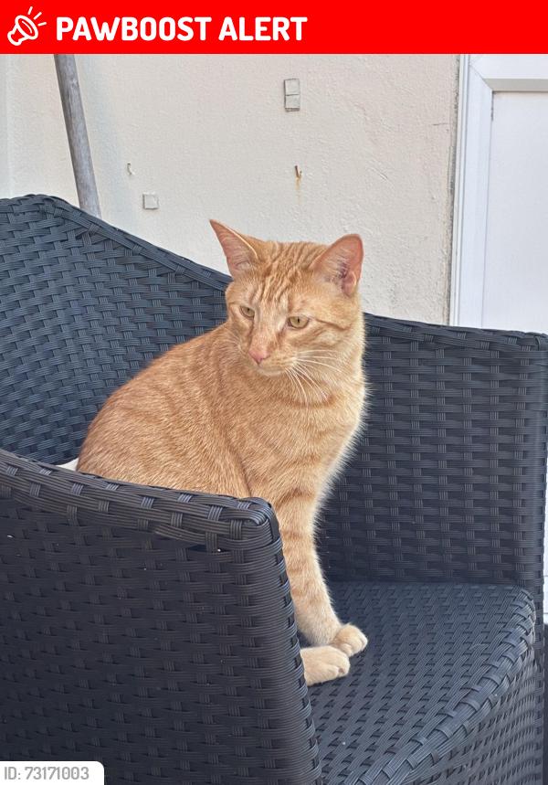 Lost Male Cat last seen Tipper Lane, South Harting, South Harting, England GU31 5LQ