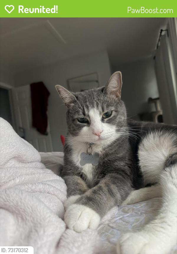 Reunited Male Cat last seen Old centralia, Chester, VA 23831