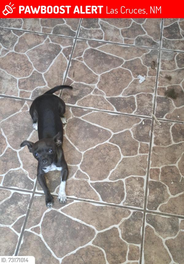 Lost Female Dog last seen Young Park, Las Cruces, NM 88001