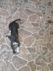 Lost Female Dog last seen Young Park, Las Cruces, NM 88001