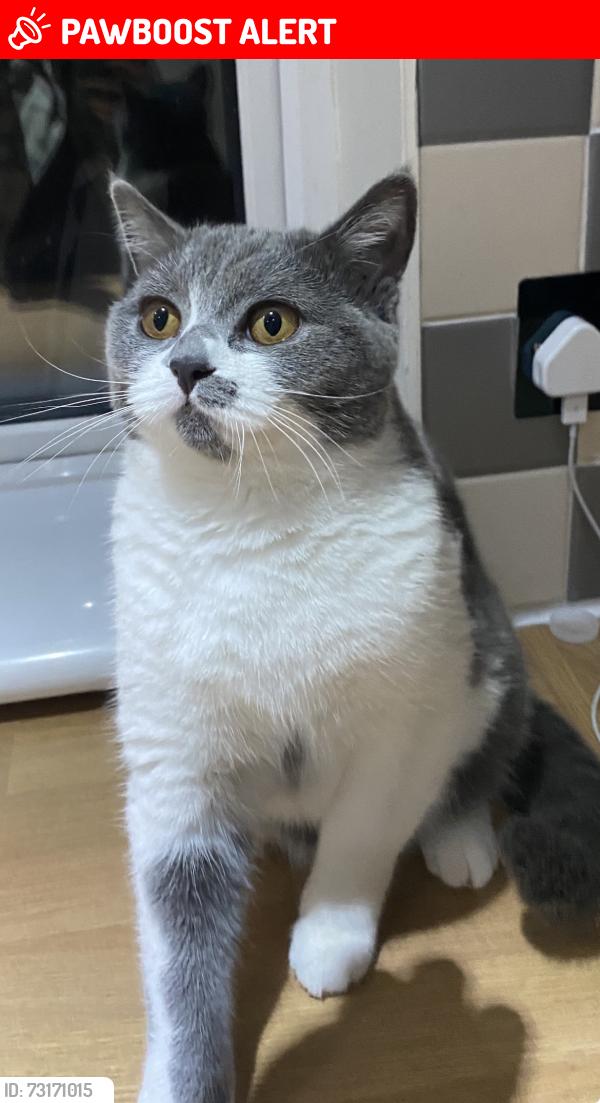 Lost Female Cat last seen Dean Street, Cheshire West and Chester, England CW7 1HG