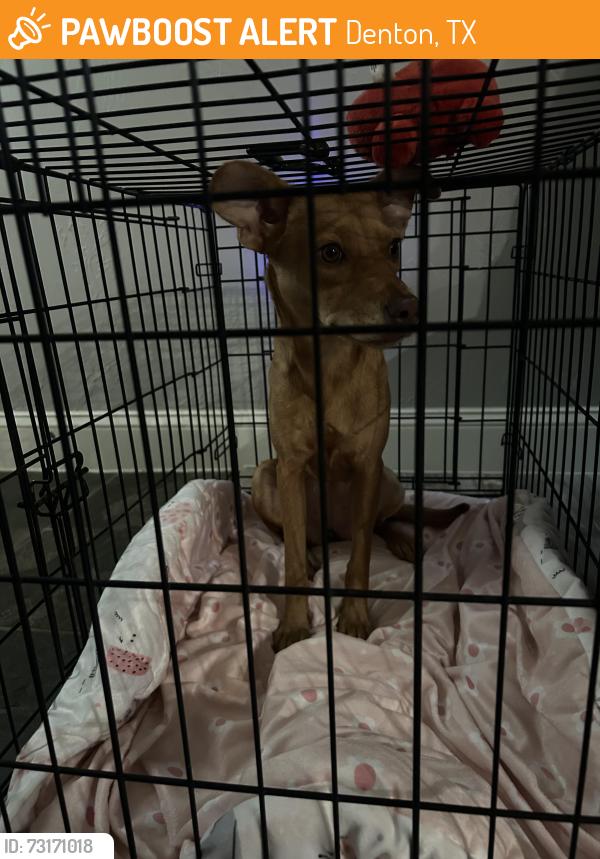 Found/Stray Female Dog last seen Near S Interstate 35, Denton, TX 76210, Denton, TX 76210