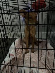 Found/Stray Female Dog last seen Near S Interstate 35, Denton, TX 76210, Denton, TX 76210