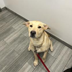 Shelter Stray Male Dog last seen , 8464 Beach Blvd, Jacksonville, FL 32216, USA