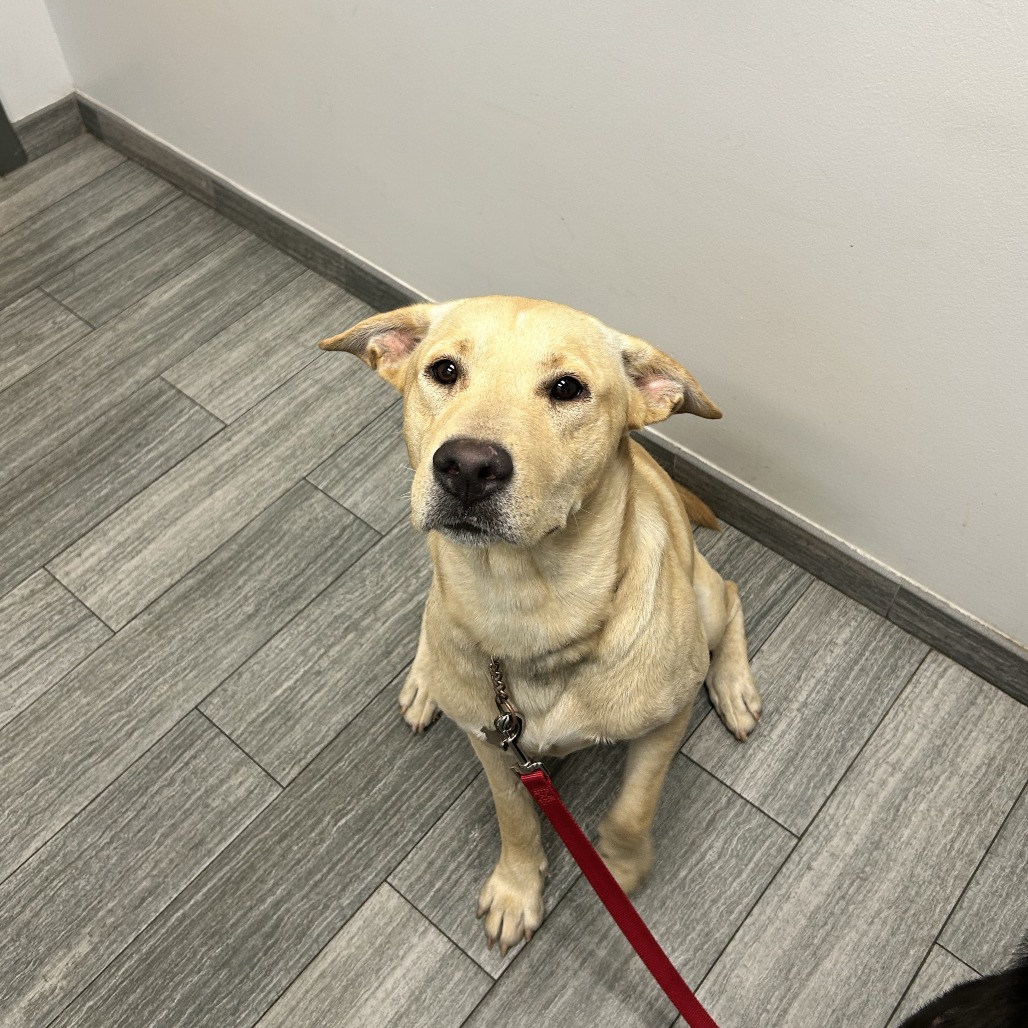 Shelter Stray Male Dog last seen , 8464 Beach Blvd, Jacksonville, FL 32216, USA