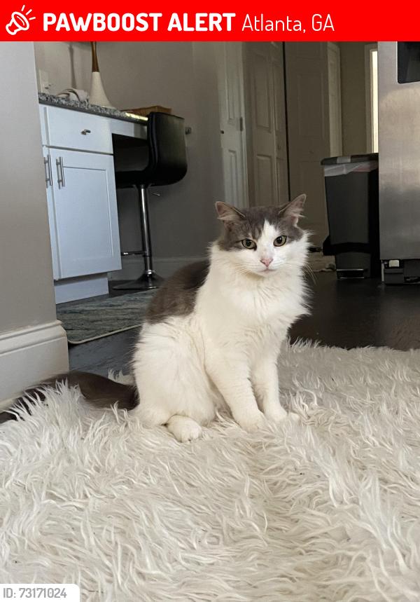 Lost Male Cat last seen Terry mill rd and lomita, Atlanta, GA 30316