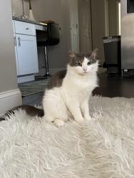Lost Male Cat last seen Terry mill rd and lomita, Atlanta, GA 30316