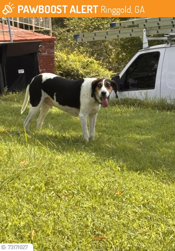 Found/Stray Male Dog last seen On Stanley drive, Ringgold, GA 30736