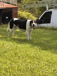 Found/Stray Male Dog last seen On Stanley drive, Ringgold, GA 30736