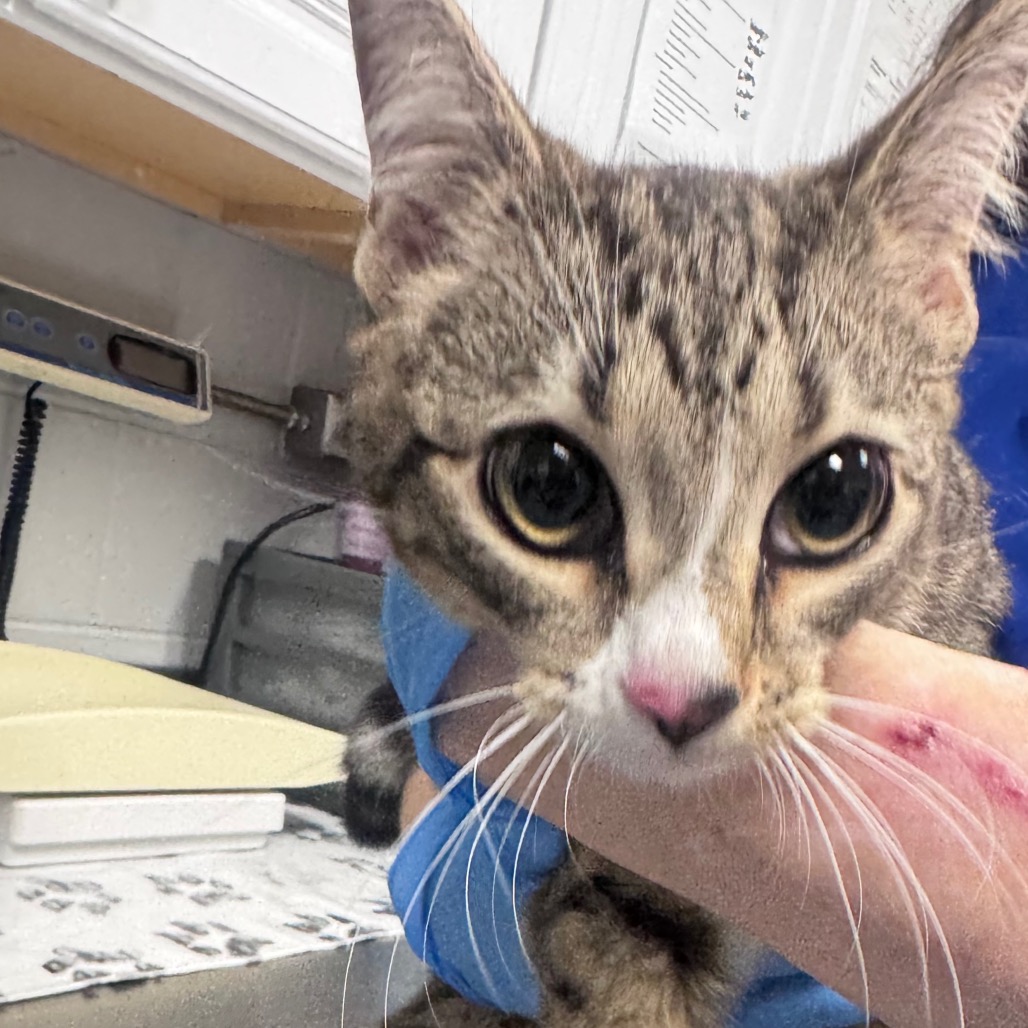 Shelter Stray Female Cat last seen , 328 Furman Hall Rd, Greenville, SC 29609, USA