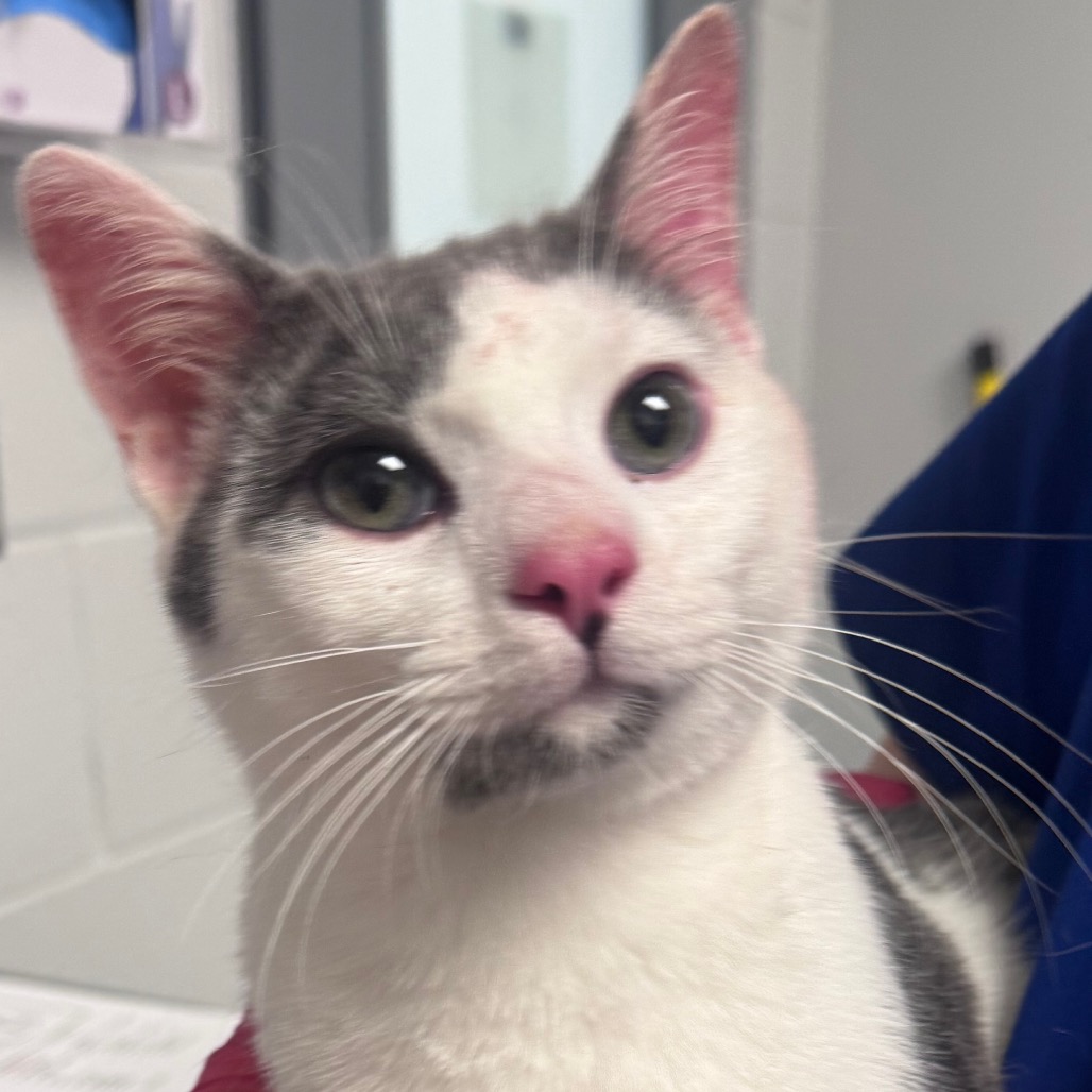 Shelter Stray Male Cat last seen , 328 Furman Hall Rd, Greenville, SC 29609, USA