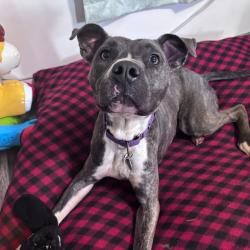 Shelter Stray Male Dog last seen , 2951 S 1st St, Cabot, AR 72023, USA