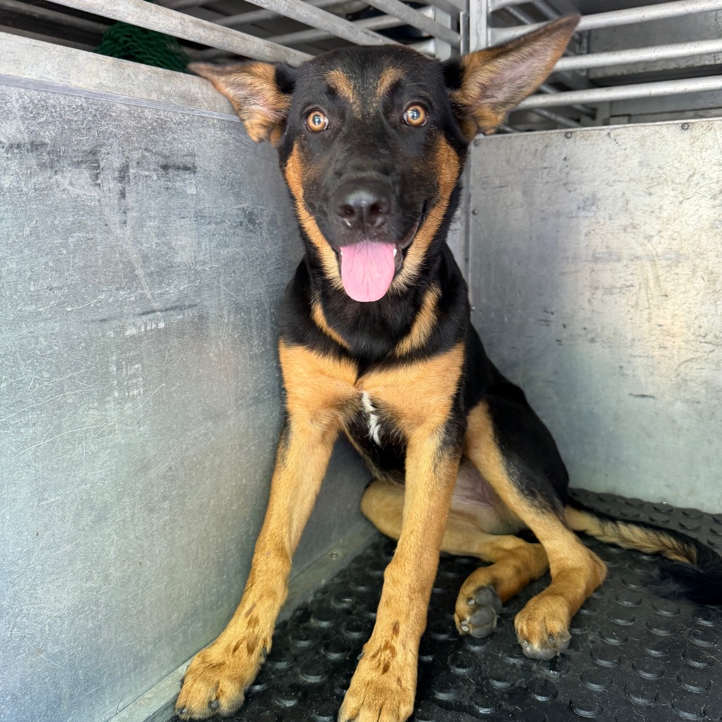 Shelter Stray Female Dog last seen , 2451 N Expressway 281, Edinburg, TX 78541, USA