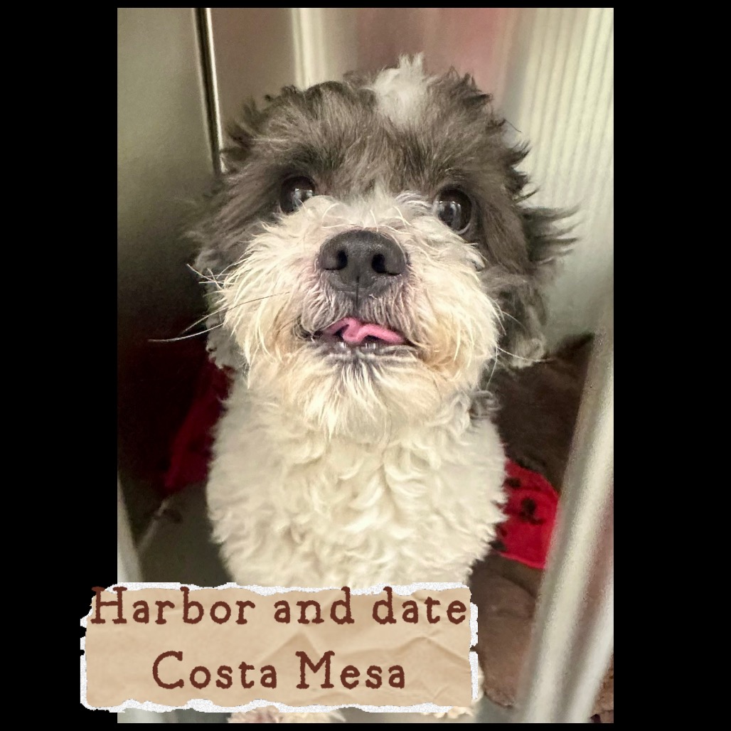 Shelter Stray Unknown Dog last seen , 6621 Westminster Ave, Garden Grove, CA 92844, USA