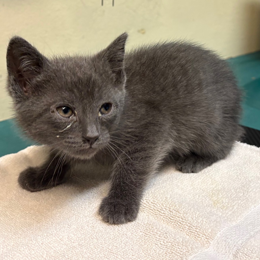 Shelter Stray Male Cat last seen , 361 S Raymond Ave, Pasadena, CA 91105, USA