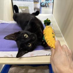 Shelter Stray Male Cat last seen , 361 S Raymond Ave, Pasadena, CA 91105, USA