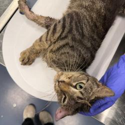 Shelter Stray Male Cat last seen , 980 Guilford College Rd, Greensboro, NC 27409, USA