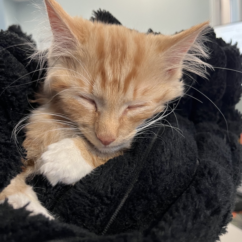 Shelter Stray Male Cat last seen , 980 Guilford College Rd, Greensboro, NC 27409, USA