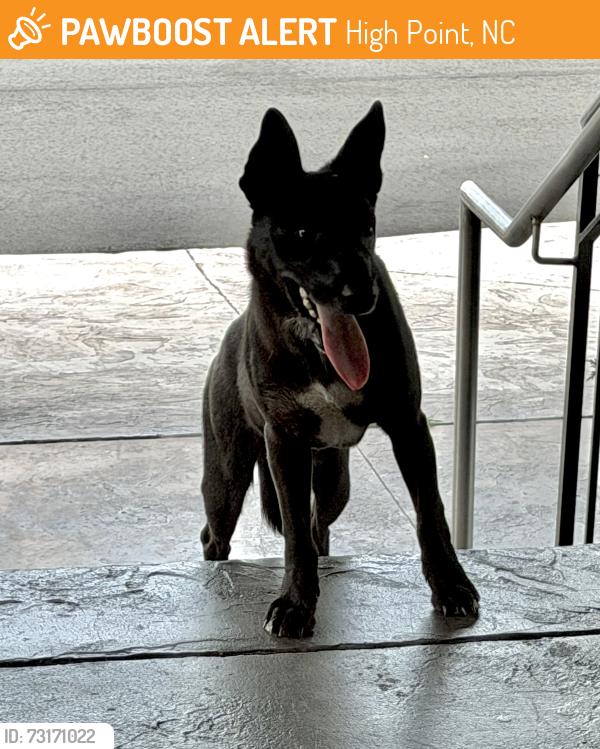 Found/Stray Female Dog last seen Russell & Manning, High Point, NC 27260