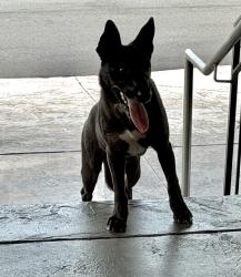 Found/Stray Female Dog last seen Russell & Manning, High Point, NC 27260