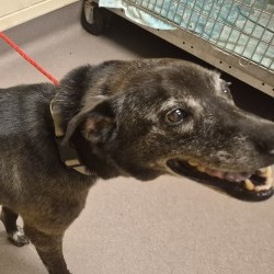 Shelter Stray Male Dog last seen , 3428 S Jenkins Ave, Norman, OK 73072, USA