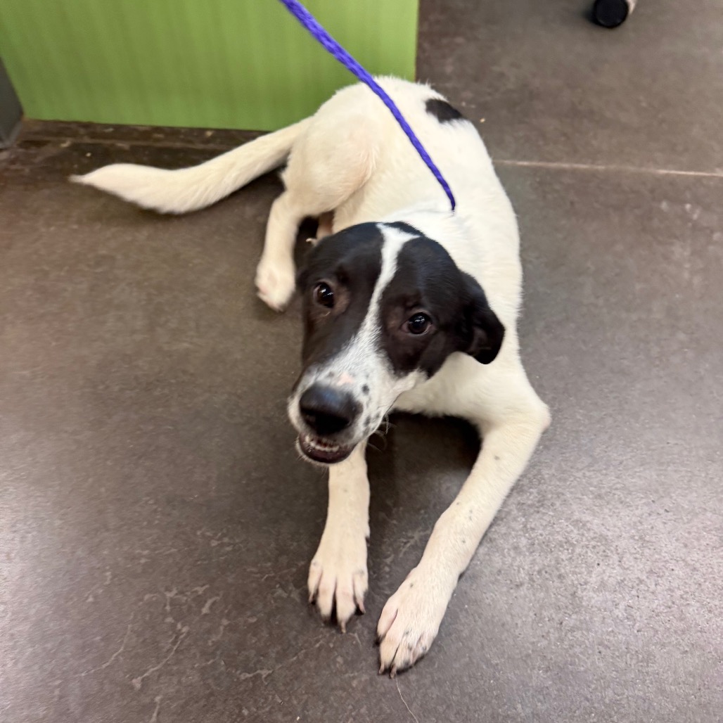 Shelter Stray Female Dog last seen , 3428 S Jenkins Ave, Norman, OK 73072, USA
