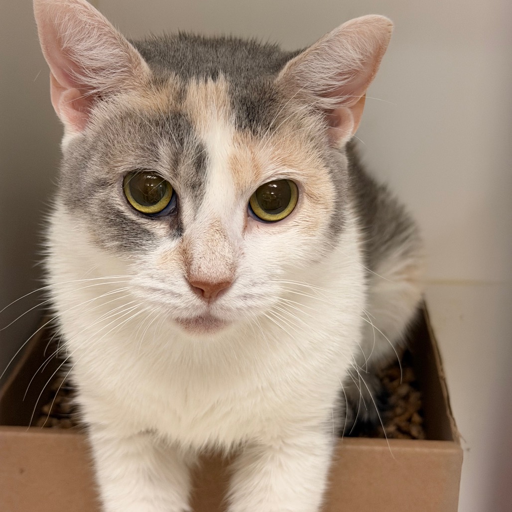 Shelter Stray Female Cat last seen , Animal Care & Control Team of Philly, 111 W Hunting Park Ave, Philadelphia, PA 19140, USA