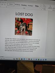 Lost Female Dog last seen Arville & frias, Enterprise, NV 89141