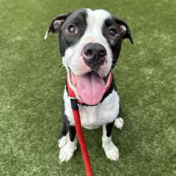 Shelter Stray Male Dog last seen , Animal Care & Control Team of Philly, 111 W Hunting Park Ave, Philadelphia, PA 19140, USA