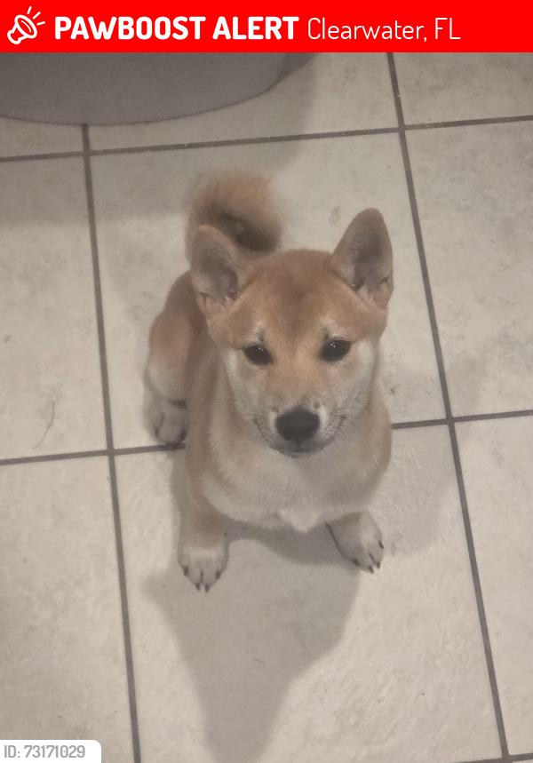 Lost Male Dog last seen Corner of Corona Ave and Rainbow Drive Clearwater, Clearwater, FL 33765