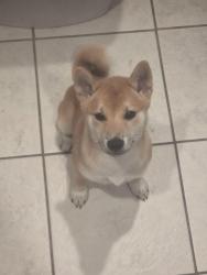 Lost Male Dog last seen Corner of Corona Ave and Rainbow Drive Clearwater, Clearwater, FL 33765