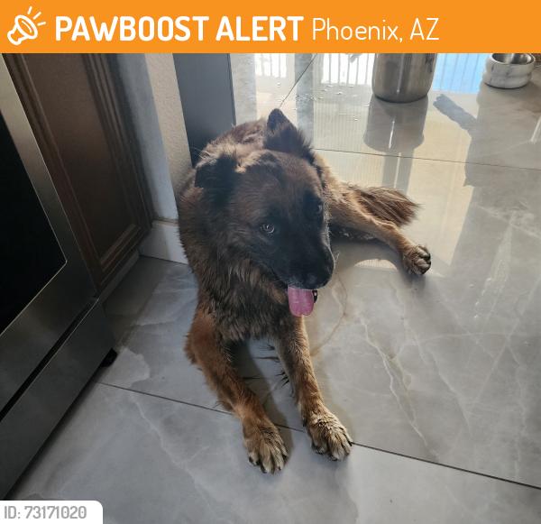 Found/Stray Male Dog last seen Pointe Golf Club Dr and Hearn, Phoenix, Az, Phoenix, AZ 85022