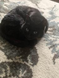 Lost Female Cat last seen Near Ave NW, Calgary, AB T2K 4K3