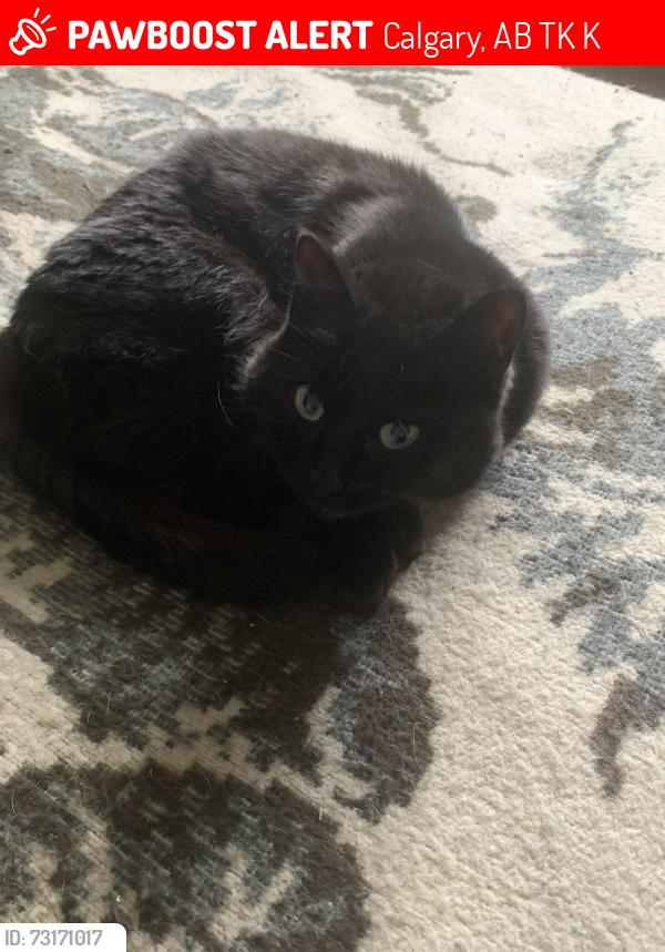 Lost Female Cat last seen Near Ave NW, Calgary, AB T2K 4K3