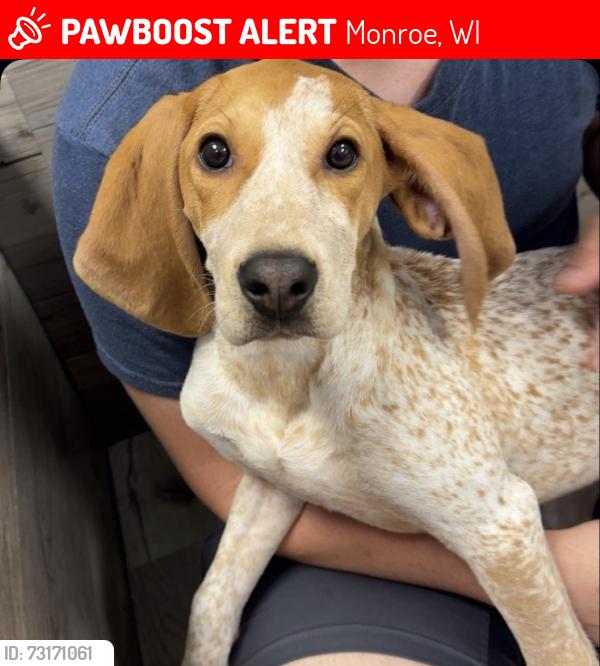 Lost Female Dog last seen Ladwig road, Monroe, WI 53566