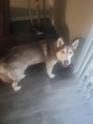 Reunited Female Dog last seen Alamance Rd, Fayetteville, NC 28304, EE. UU., Fayetteville, NC 28304