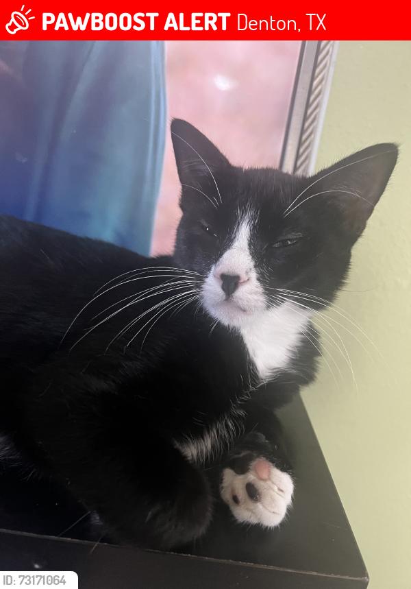 Lost Female Cat last seen JR Blvd, Denton, TX 76208