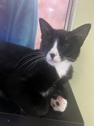 Lost Female Cat last seen JR Blvd, Denton, TX 76208
