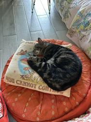 Lost Male Cat last seen Jupiter, Palm Bay, FL 32908