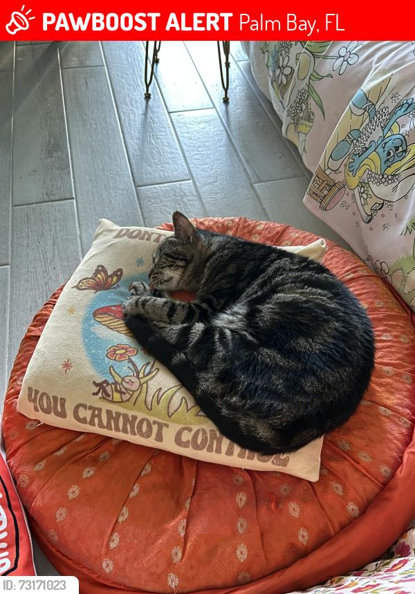 Lost Male Cat last seen Jupiter, Palm Bay, FL 32908