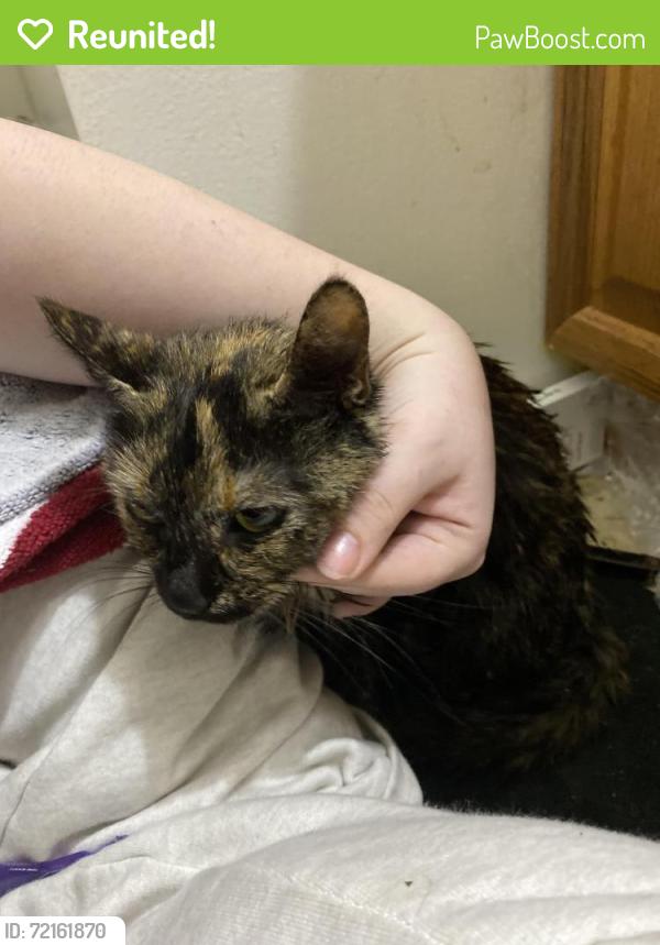 Reunited Female Cat last seen quince orchard high school, Gaithersburg, MD 20878