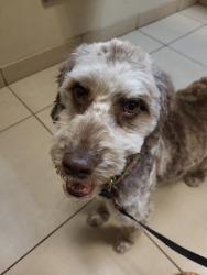Lost Female Dog last seen Lone tree and tipsico lk rd, Milford, MI 48380