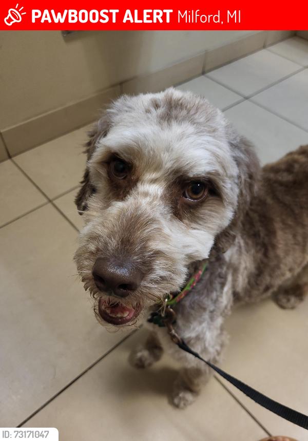 Lost Female Dog last seen Lone tree and tipsico lk rd, Milford, MI 48380