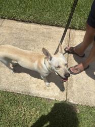 Found/Stray Male Dog last seen SE Sunshine, Port St. Lucie, FL 34952