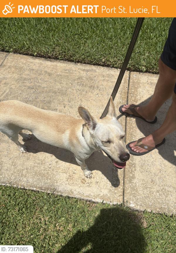 Found/Stray Male Dog last seen SE Sunshine, Port St. Lucie, FL 34952