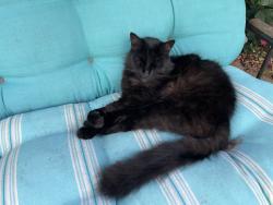 Lost Male Cat last seen Foothill Blvd, behind Chabot vet, Cherryland, CA 94541
