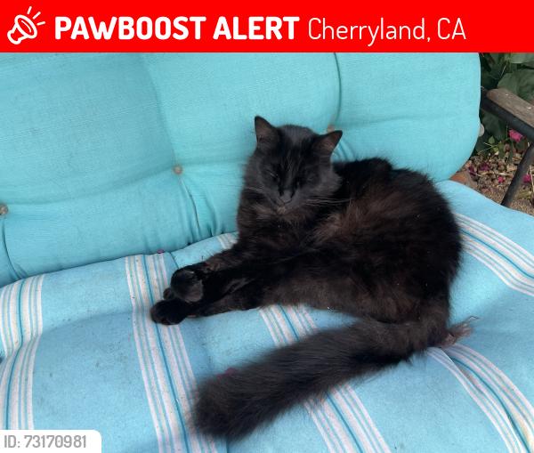 Lost Male Cat last seen Foothill Blvd, behind Chabot vet, Cherryland, CA 94541