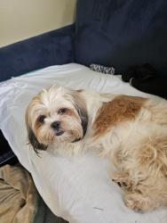 Found/Stray Female Dog last seen A.I. Prince Tech school, Hartford, CT 06106